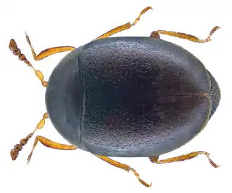 Orthoperus nigrescens
