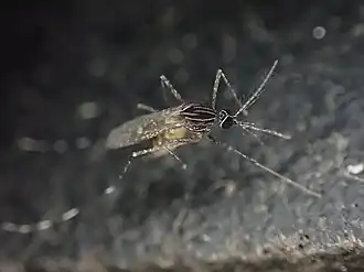 Orthopodomyia signifera