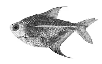 Orthospinus franciscensis