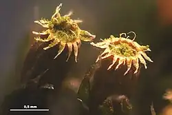 Peristoom met 16 tanden