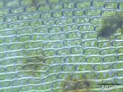 Lamina-cellen bij 400x vergroting