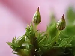 Sporenkapsels met huikje