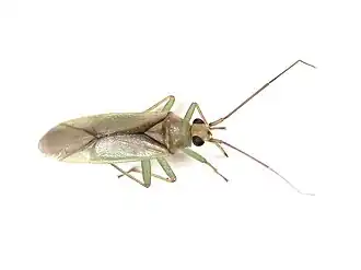 Orthotylus bilineatus