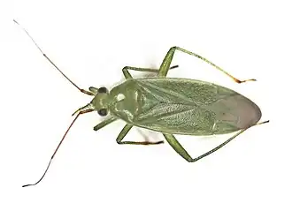 Orthotylus marginalis