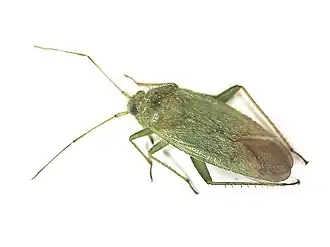 Orthotylus virescens