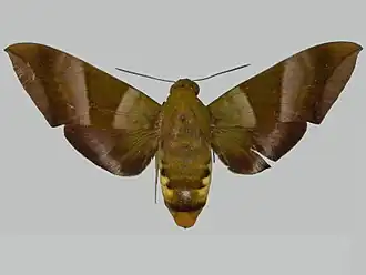 Oryba achemenides