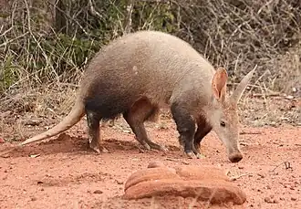 Aardvarken