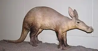 Aardvarken