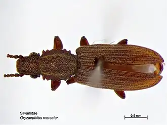 Oryzaephilus mercator
