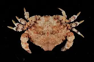 Osachila antillensis