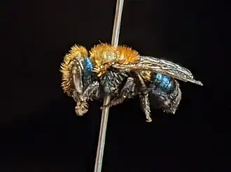 Osmia cerasi