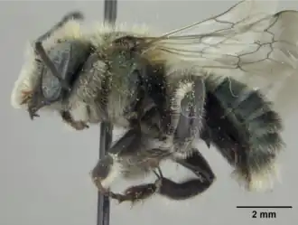Osmia alpestris