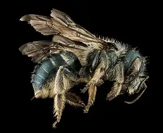 Osmia conjuncta