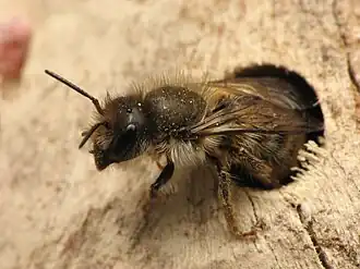 Osmia cornifrons