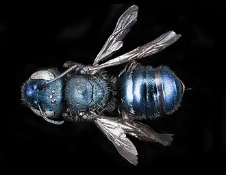 Osmia grindeliae