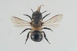 Osmia hyperborea