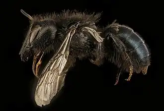 Osmia montana