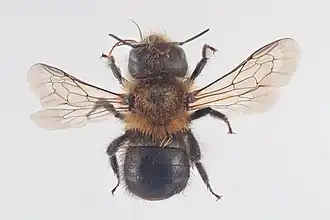 Osmia nigriventris