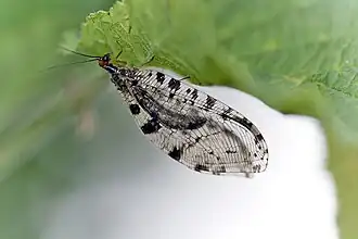 Watergaasvlieg (soort)