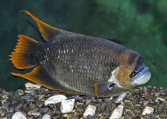 Osphronemus laticlavius