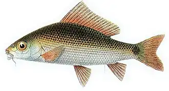 Osteochilus borneensis