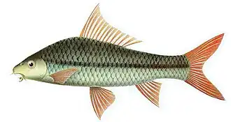 Osteochilus enneaporos
