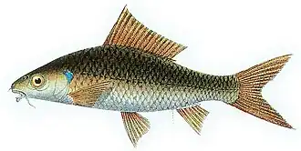 Osteochilus kahajanensis
