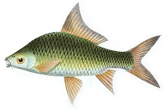 Osteochilus schlegelii