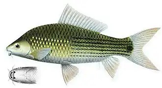 Osteochilus vittatus