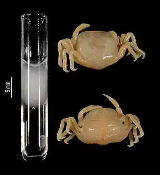 Ostracotheres spondyli