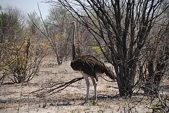 Struisvogel