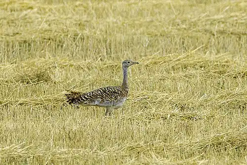 Een vrouwelijke grote trap in Extremadura (Spanje)