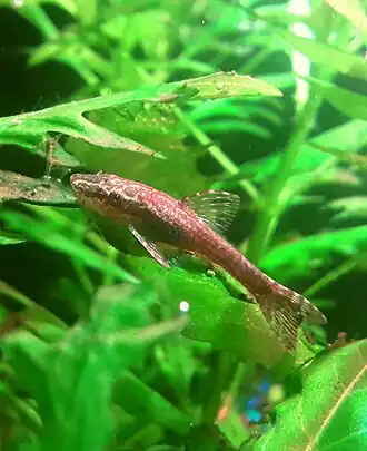 Otothyropsis piribebuy