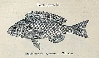 Otopharynx argyrosoma