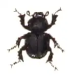 Otophorus haemorrhoidalis