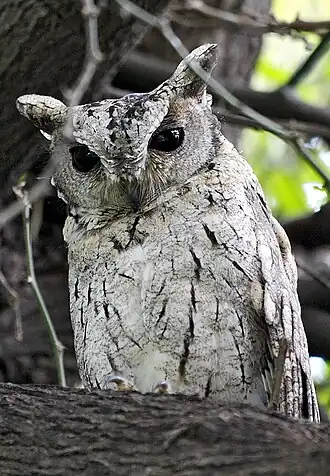 Gekraagde dwergooruil