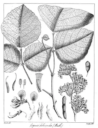 Ougeinia oojeinensis