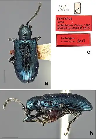 Oulema septentrionis