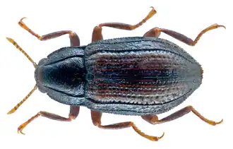 Oulimnius tuberculatus
