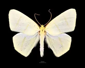 Ourapteryx incaudata