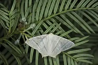 Ourapteryx monticola