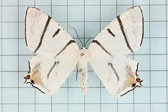 Ourapteryx nigrociliaris