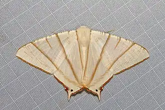 Ourapteryx picticaudata