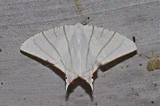 Ourapteryx podaliriata