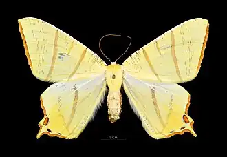 Ourapteryx primularis