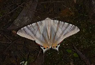 Ourapteryx nigrifimbria