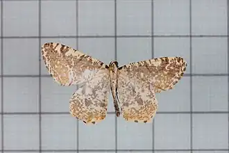 Ourapteryx variolaria