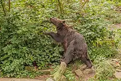 Bruine beer in het Berenbos