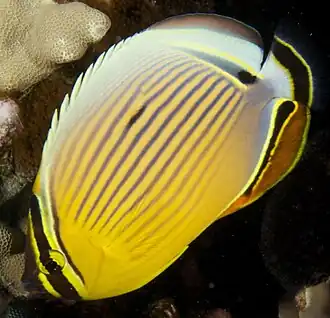 Chaetodon lunulatus