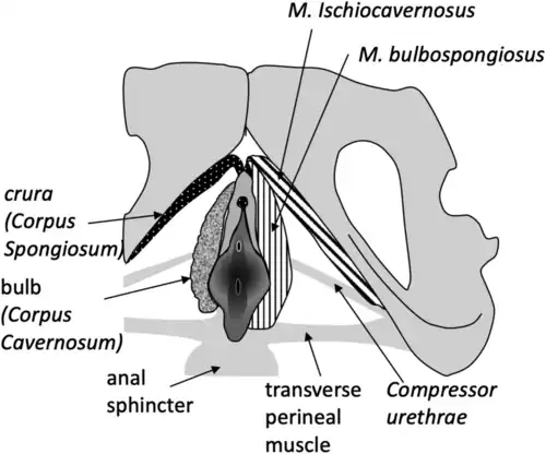 Clitoris en de hechting ervan aan het bekken en delen van de bekkenbodem.